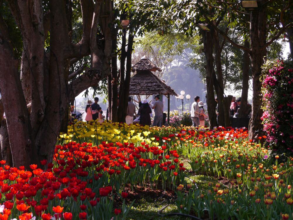 garden in chiang rai