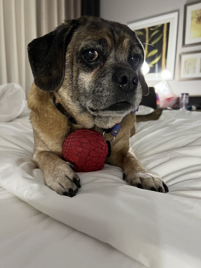 Puggsley at hotel playing with red ball