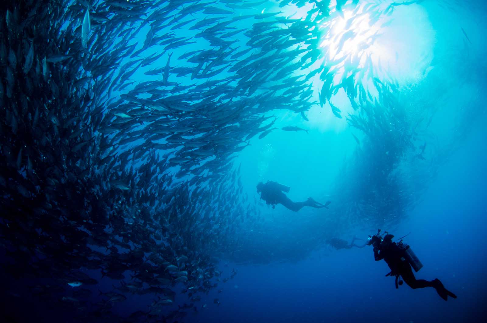 Best Things to do in Tulum Scuba diving