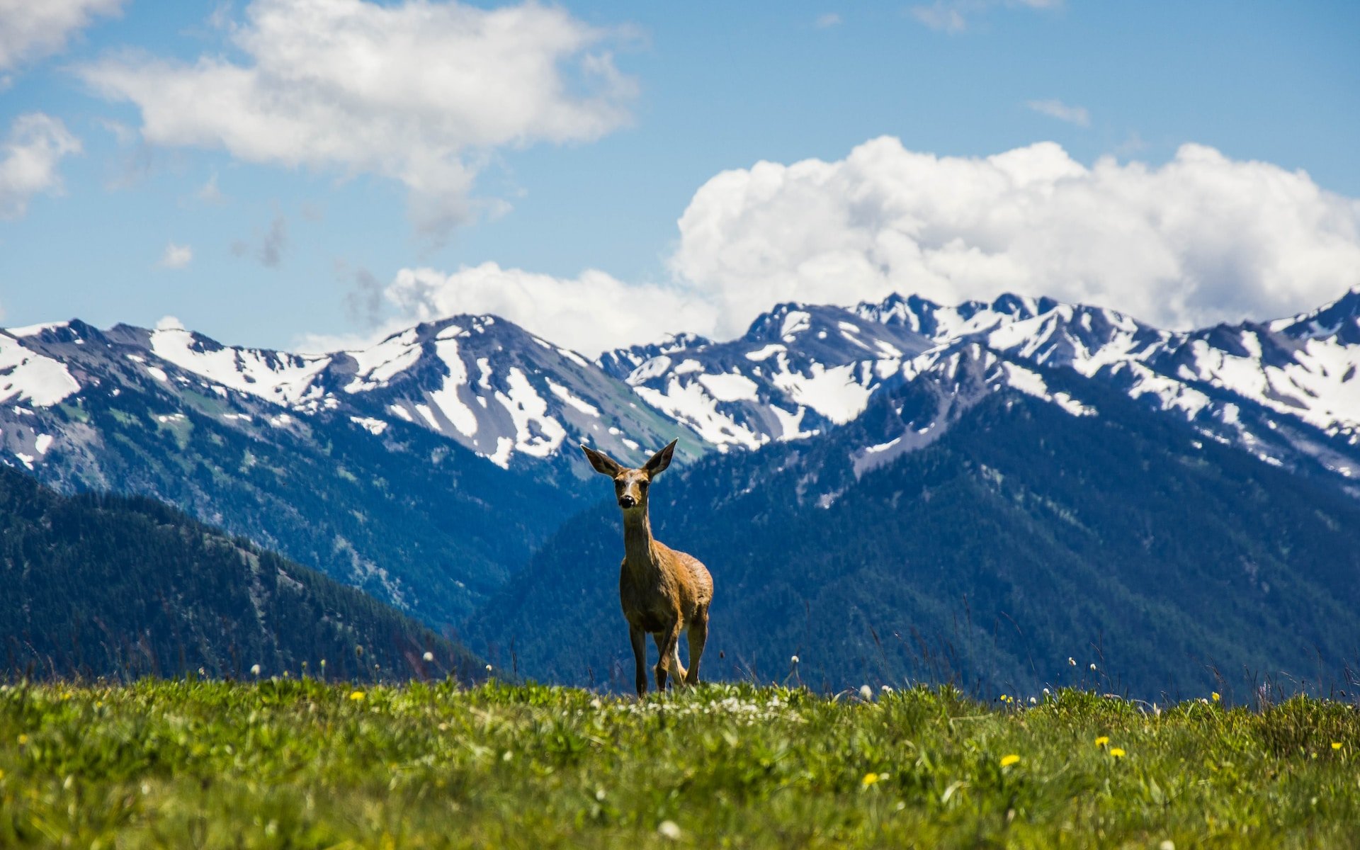 Deer on Hurricane Ridge (photo: Anurag Jain)