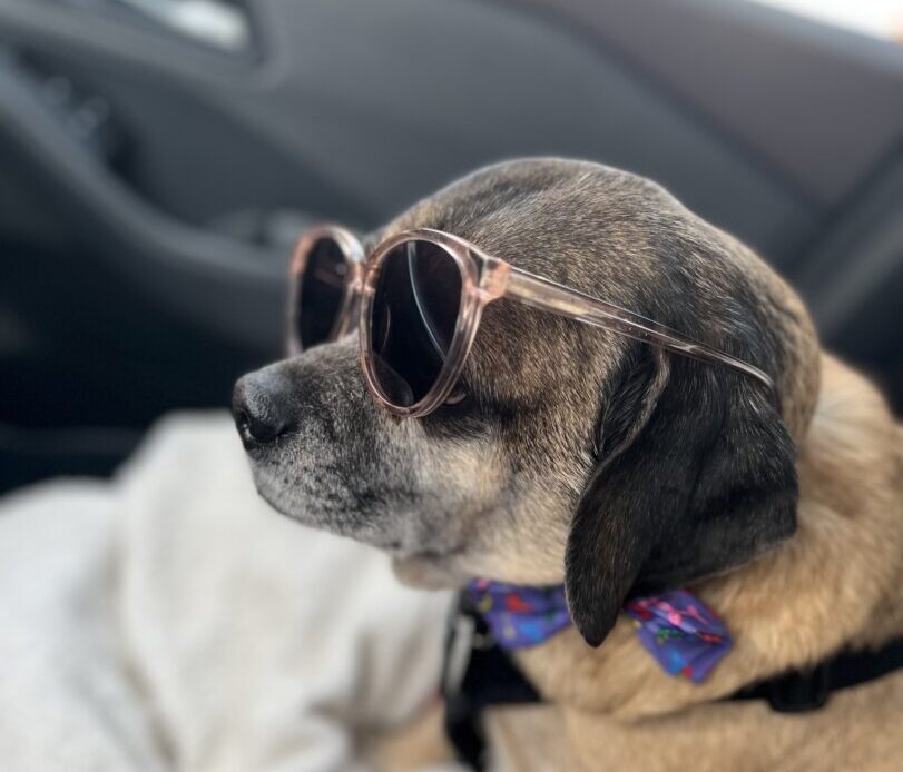 Puggsley in a car wearing my sunglasses