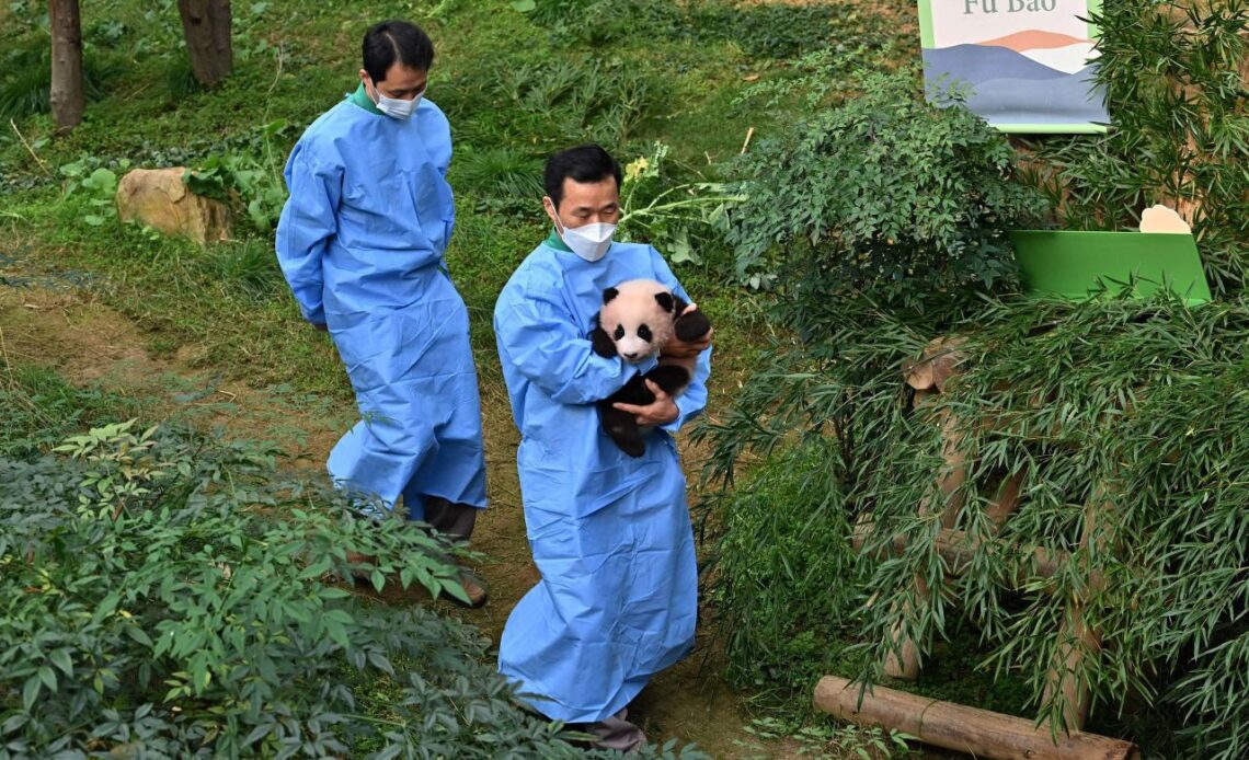 A caretaker carries panda cub Fu Bao, about 100 days after her birth in 2020.