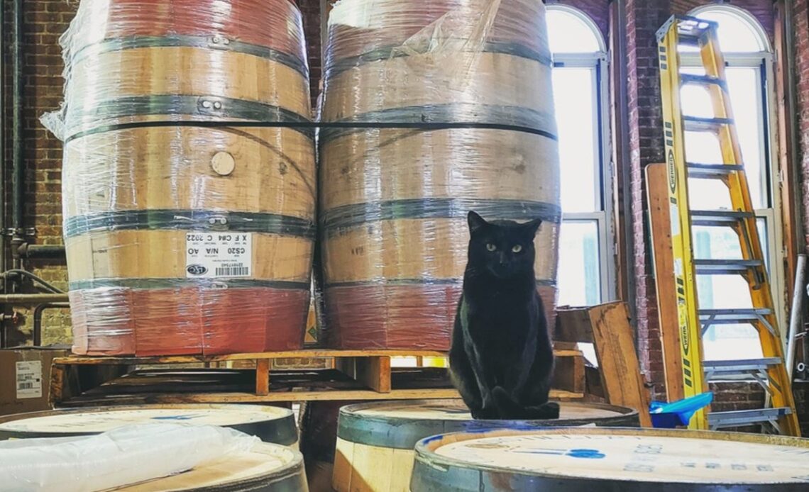 Cats on tap: the New York breweries and hotels where you can hang out with feline friends