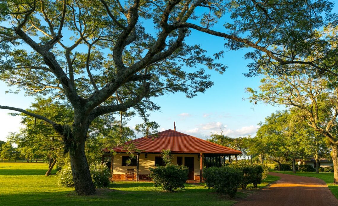 From extinction to distinction: A rewilding safari in Argentina’s Iberá Wetlands