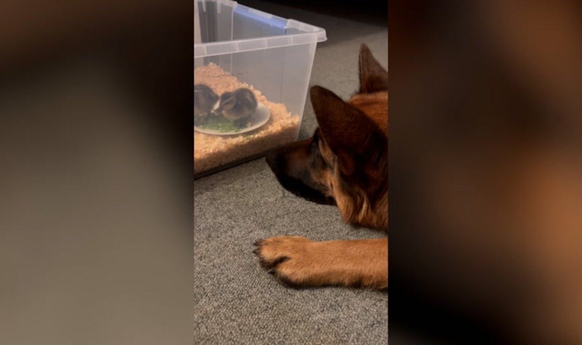 German Shepherd becomes dad to group of abandoned ducklings | News