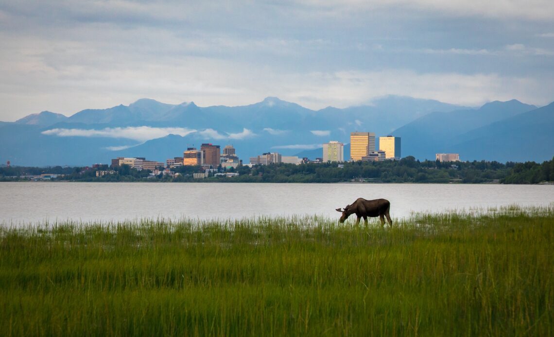 A moose grazing in front of a body of water with the Anchorage skyline behind