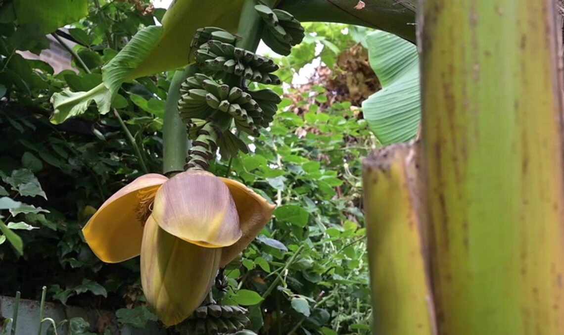 Man shocked to find bananas growing in his garden in Hackney | News