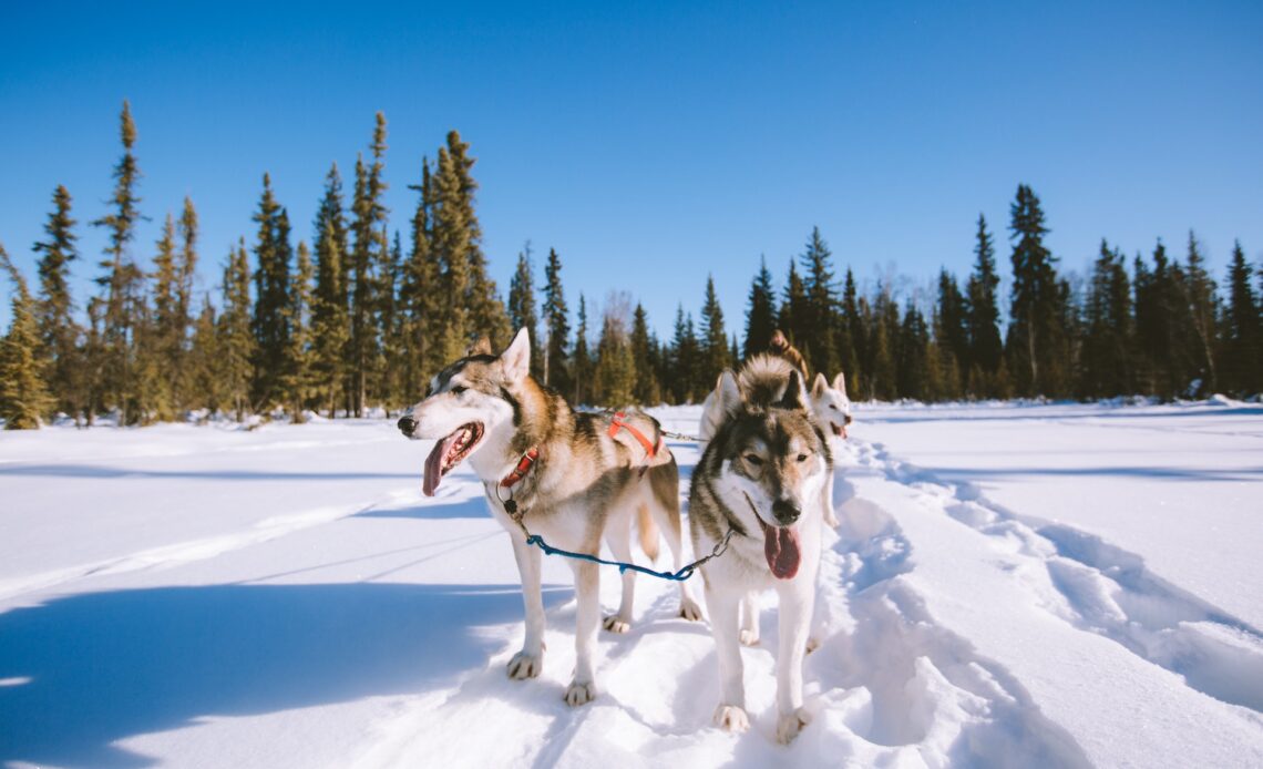 Dog sled in the snow taken in Fairbanks Alaska