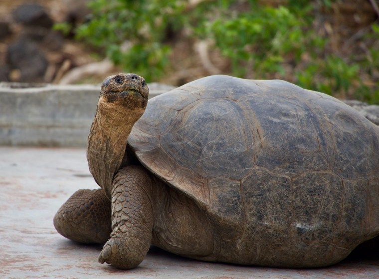 giant turtle in Galapagos islands