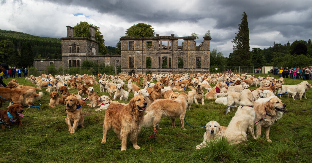 Why Did 488 Golden Retrievers Gather in Scotland?