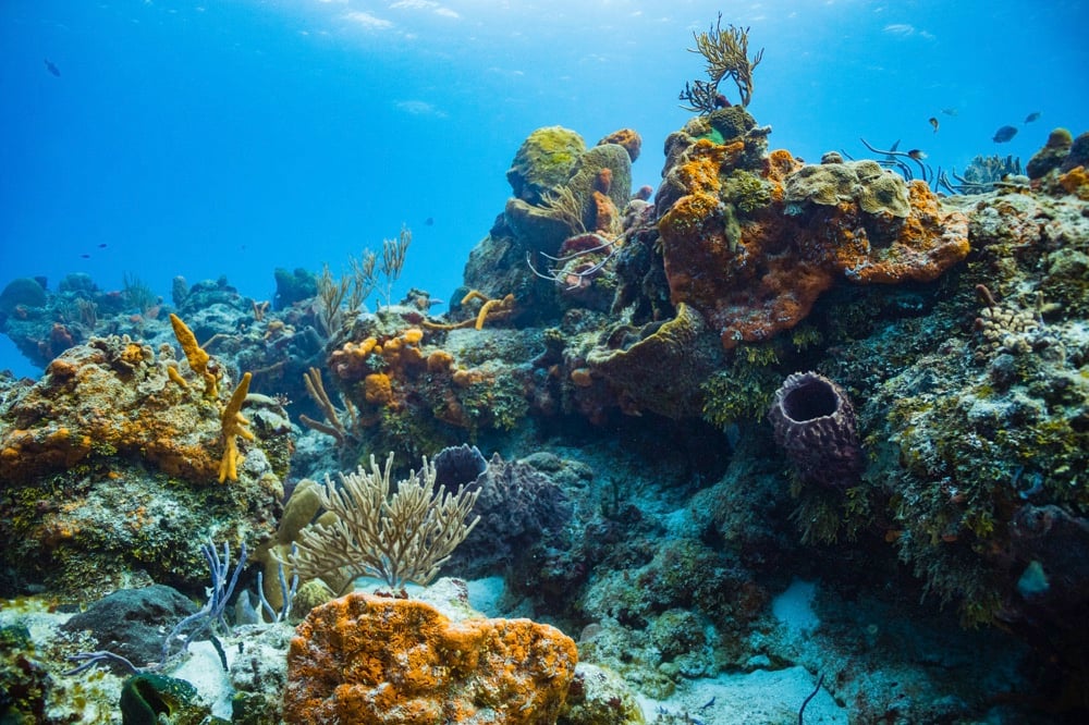 Scuba diving in Cozumel, Mexico