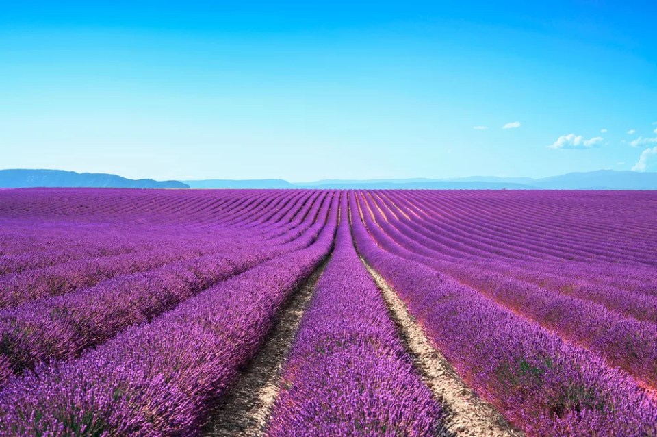 Lavender flower blooming scented fields in endless rows. Valensole plateau, provence, france, europe.