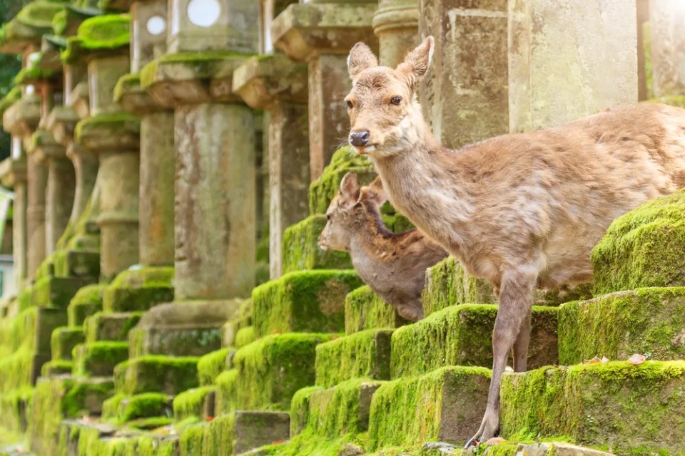 Young deer in Nara Park, Japan. The deer, the symbol of the city of Nara, roam freely and are considered in Shinto to be the messengers of the Gods.