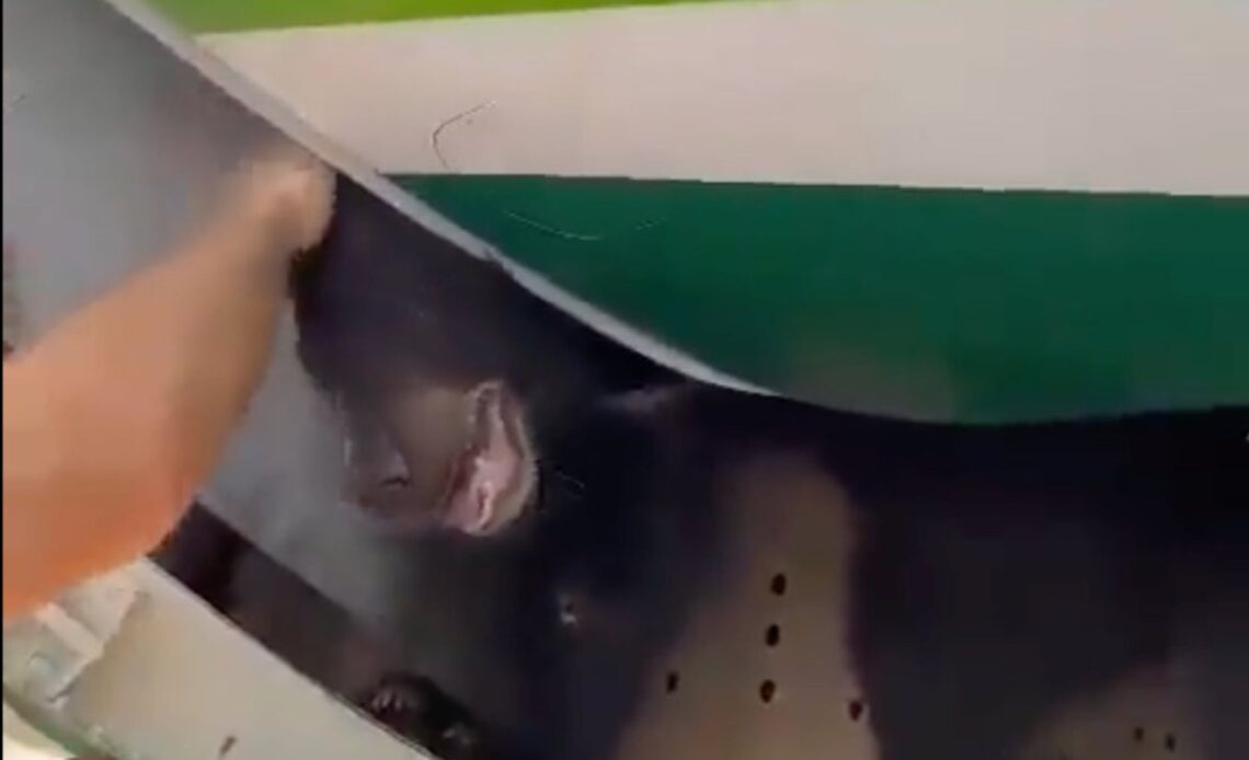 Bear causes chaos on flight after getting loose in cargo hold