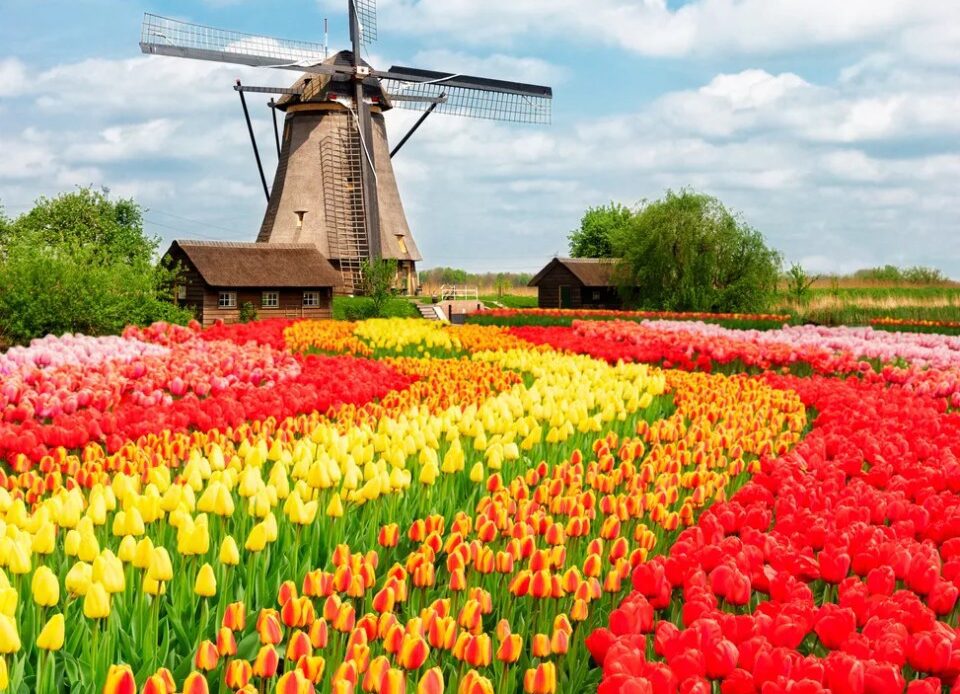 traditional Dutch scenery with one typical windmill with tulips, Netherlands