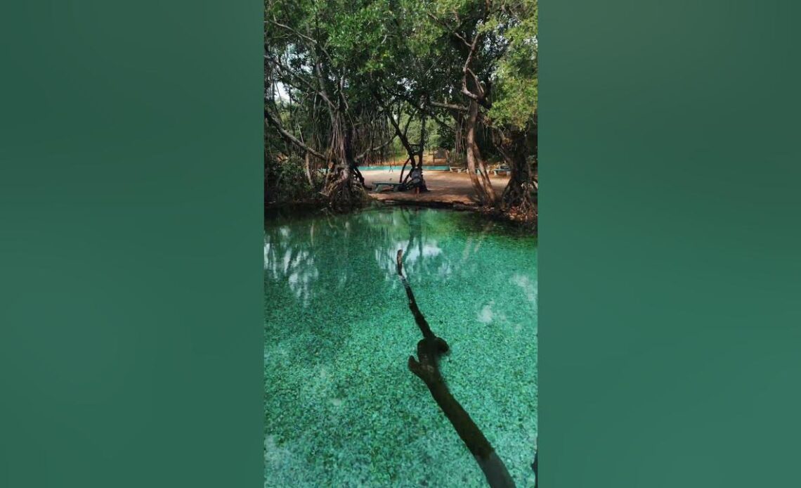 Diving into Arroyo Salado, Dominican Republic 🇩🇴