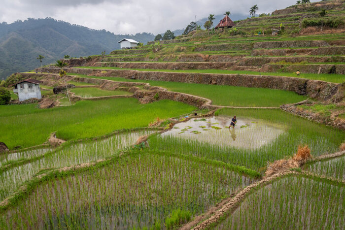 The Rice Terraces of Mayoyao by Thierry Leclerc via Flickr cc