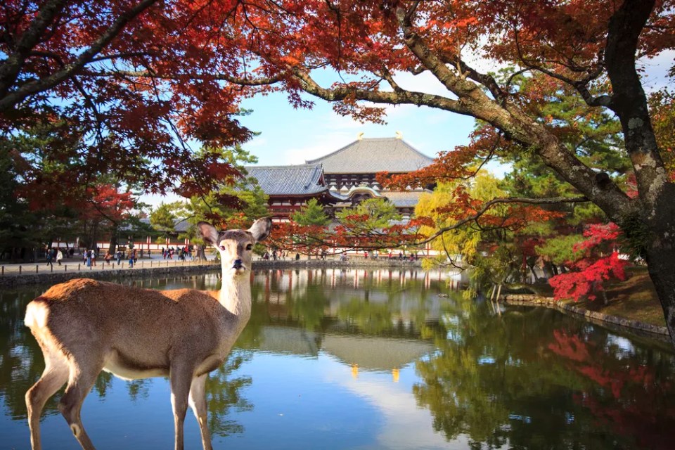 The fall season with beautiful maple color at Nara Park, Japan