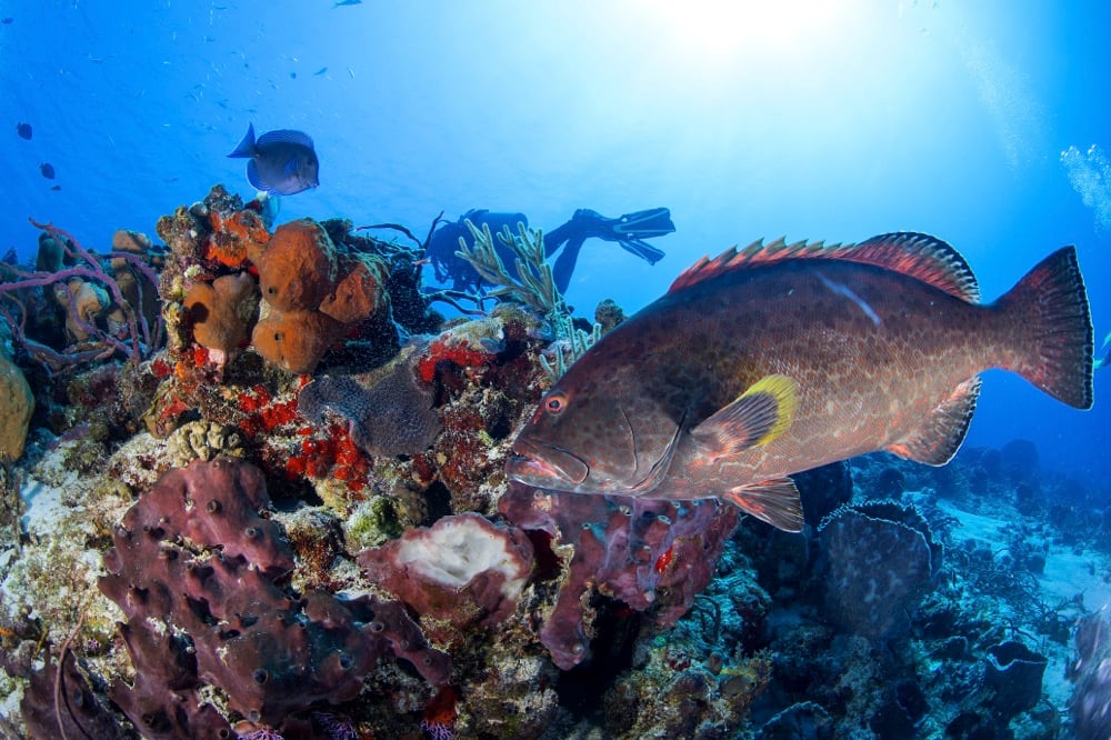 Scuba divers Cozumel