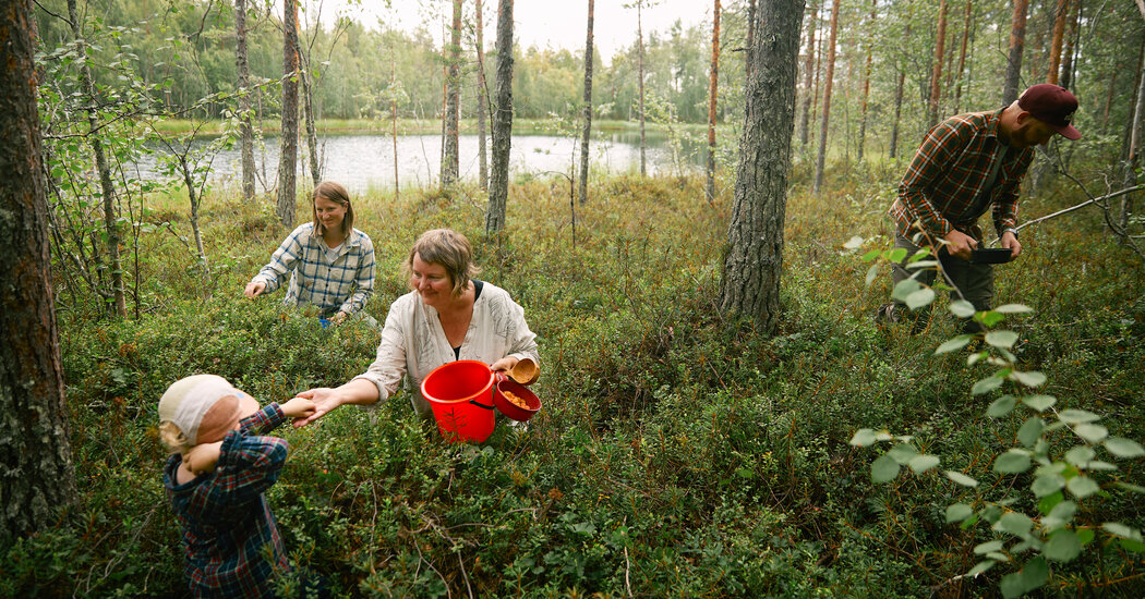 Searching in Sweden for Berries, Herbs and Understanding