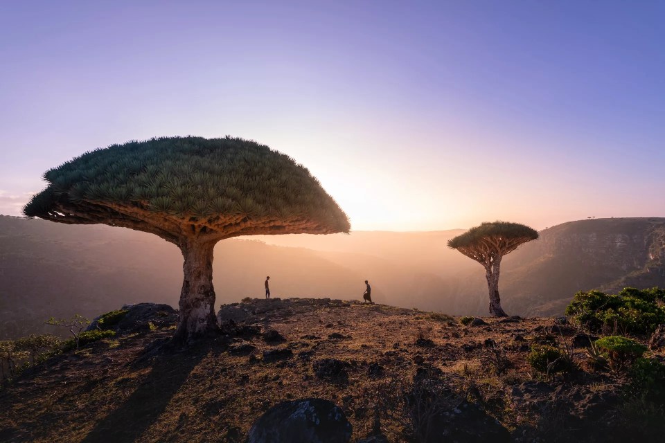 The Dragon Blood Trees can only be found on Socotra island. They form surreal landscapes and make you feel like in the time of dinosaurs.