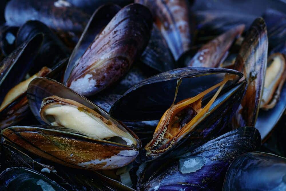 bowl of mussels