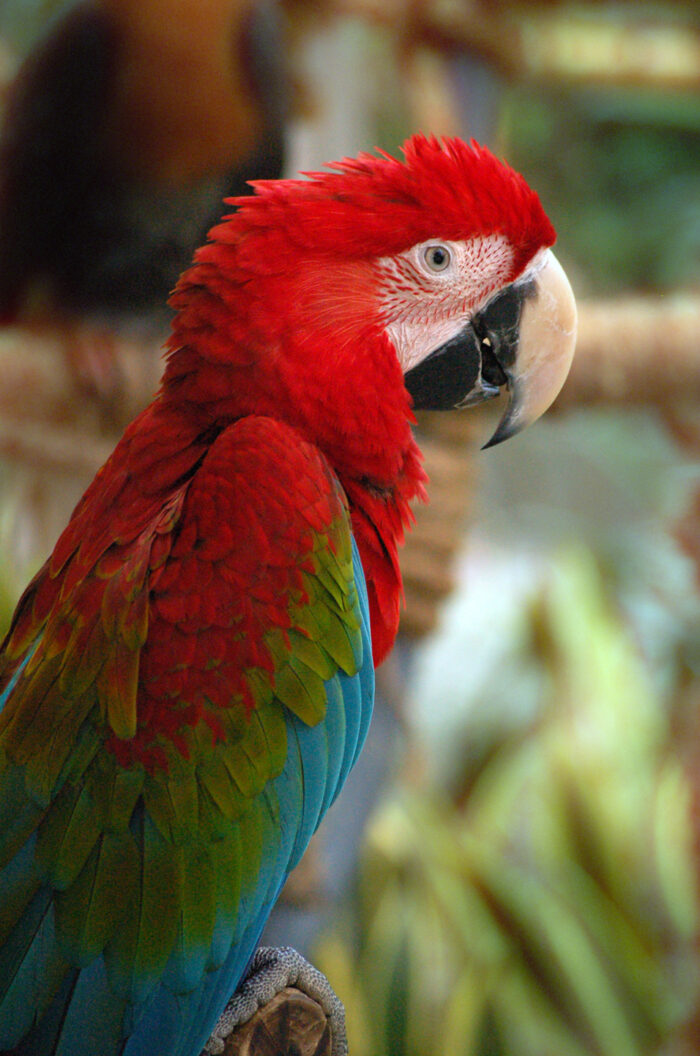 A Red-and-green Macaw (also known as the Green-winged Macaw) at Avilon Zoo by Martin Sordilla via Wikimedia cc