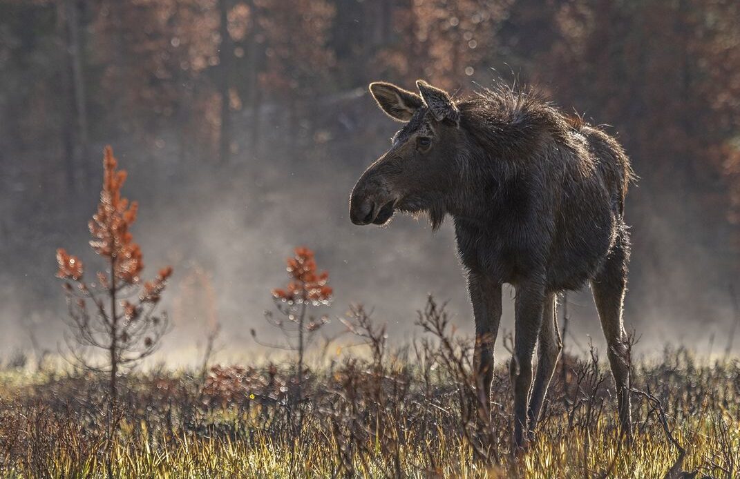 a moose stands in a foggy field