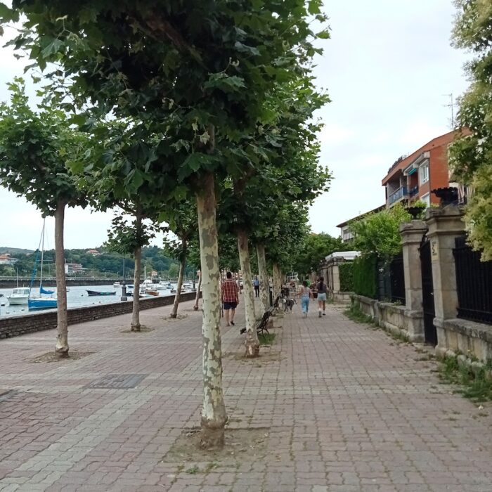 Flourishing trees lined up along Plentzia's riverbank