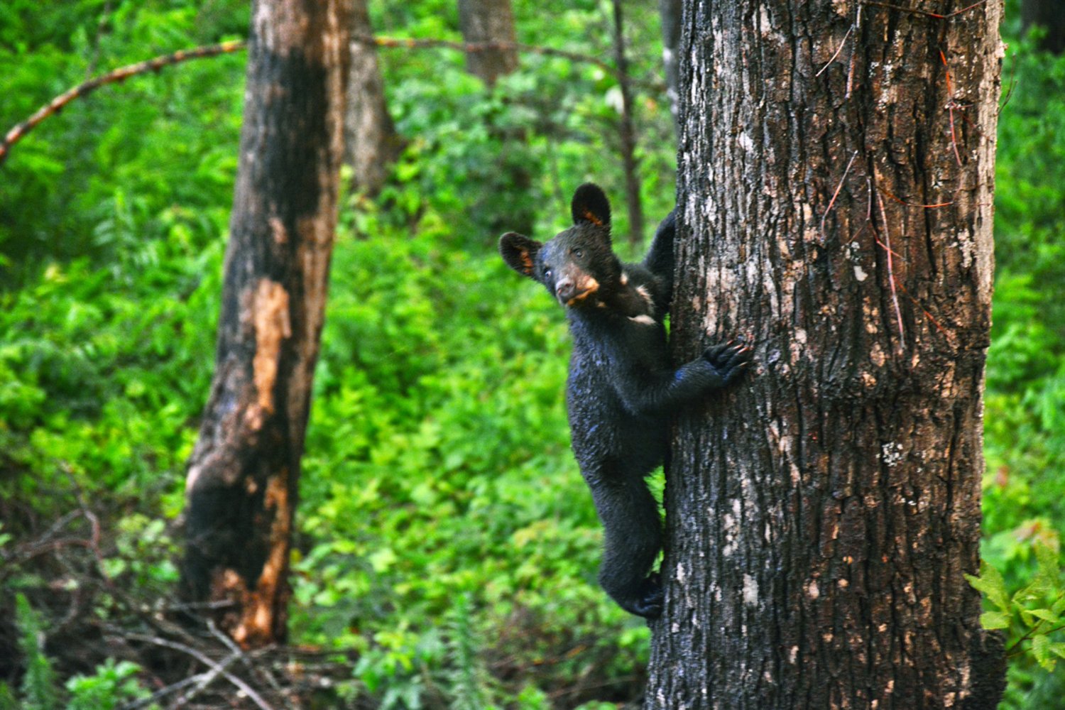 Black bear cub in a tree (photo courtesy of Anakeesta.com)