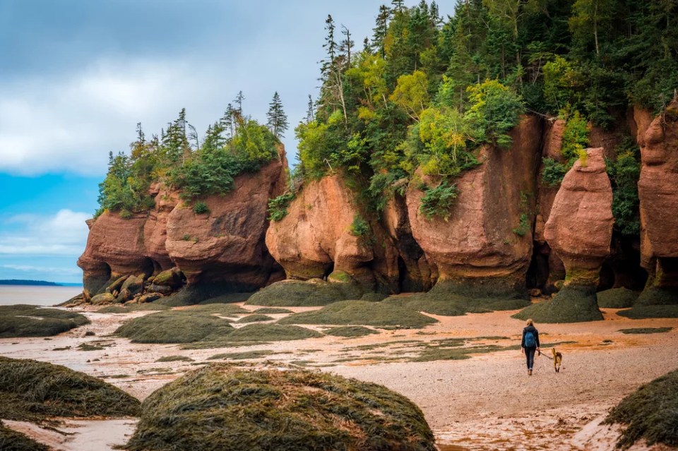 Girl walking her dog at low tide, Hopewell Rocks Provincial Park, Bay of Fundy, Hopewell Cape, New Brunswick, Canada