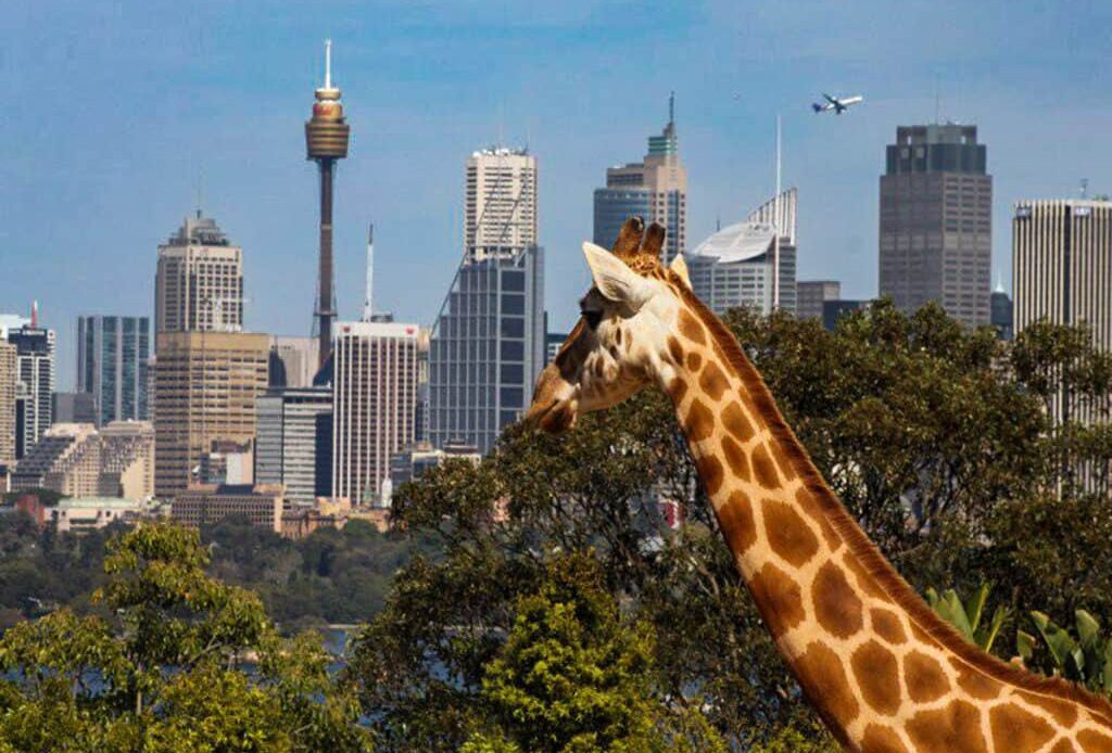 giraffe head with sydney skyline in background