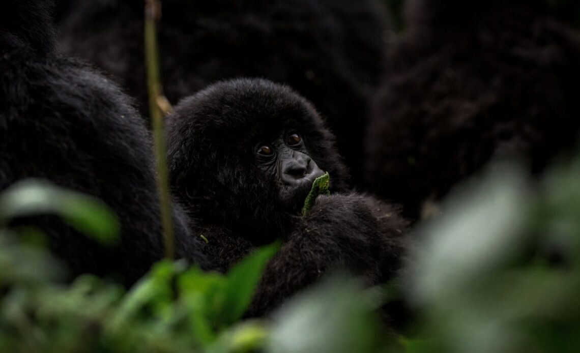 Hanging with baby gorillas at Rwanda’s annual newborn-naming ceremony