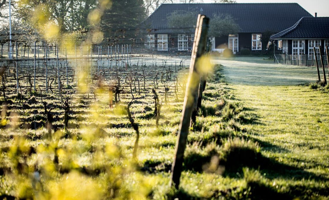 Is Denmark Europe’s most sustainable wine destination?