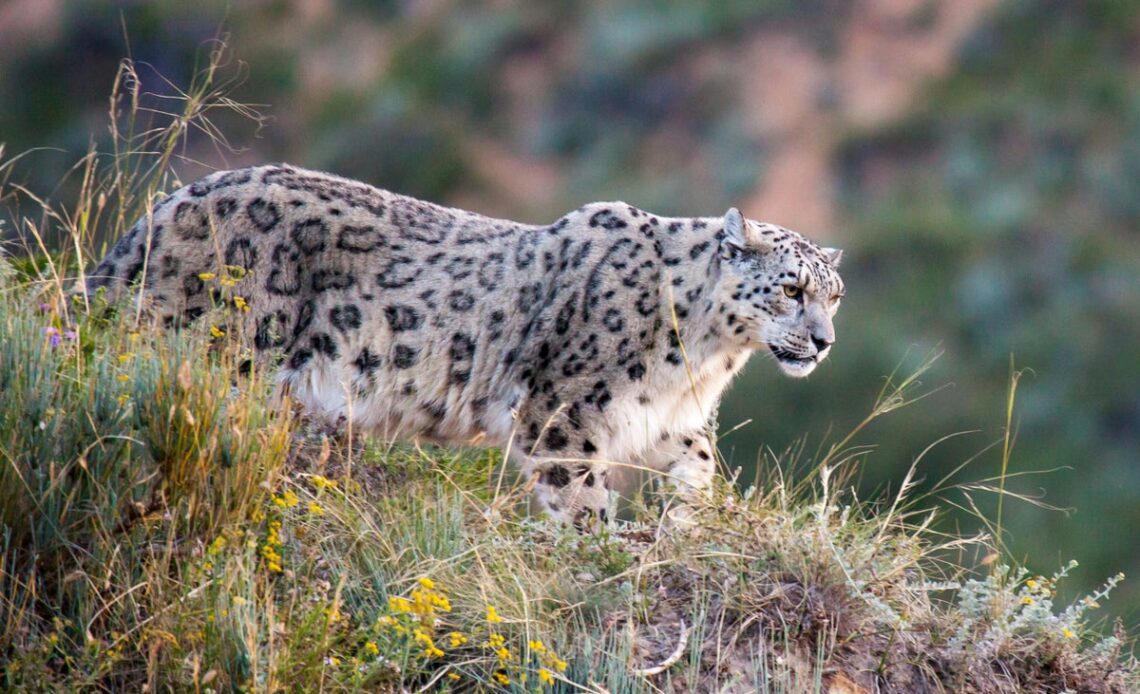 Snow leopards and citizen science: Seeking the grey ghost in Kyrgyzstan