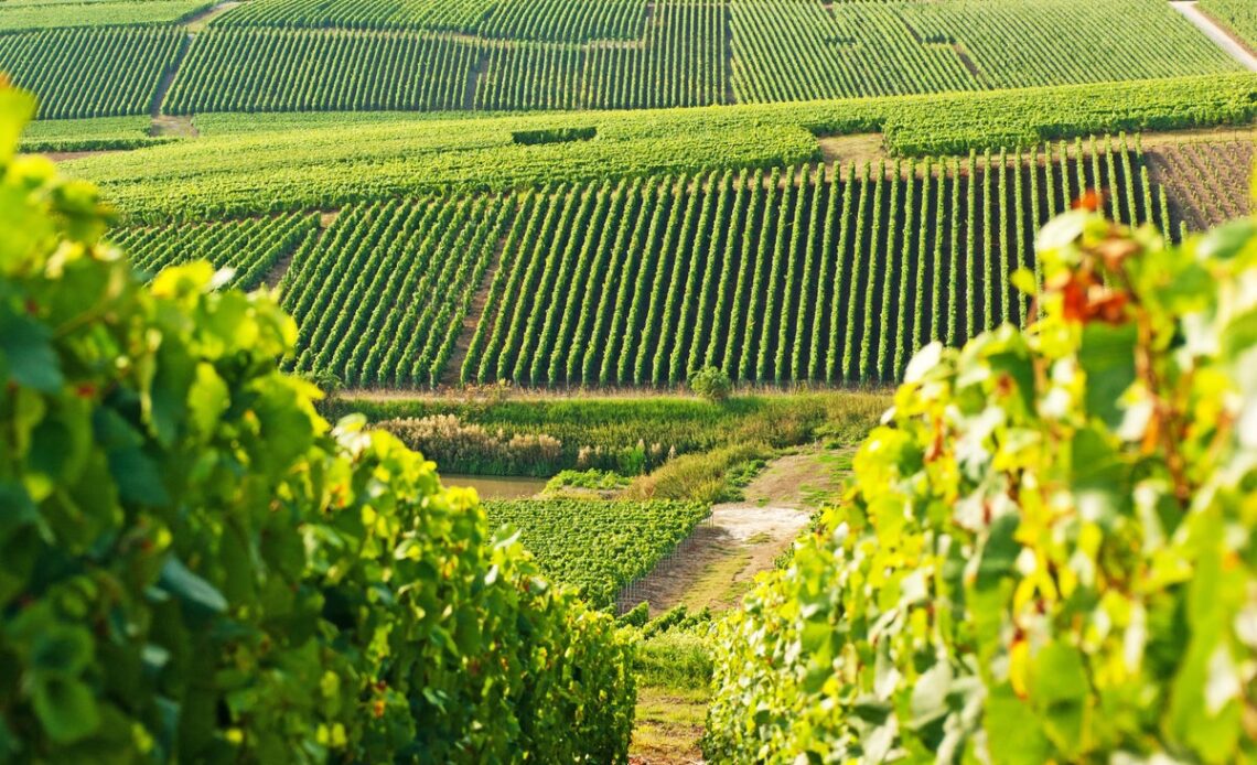The 8 best vineyards to visit in France for 2023