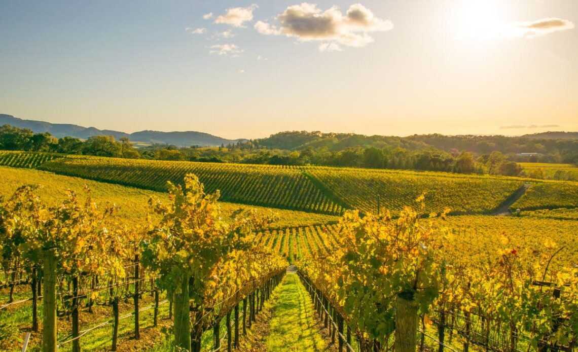 The best wine regions in the world to visit in 2023