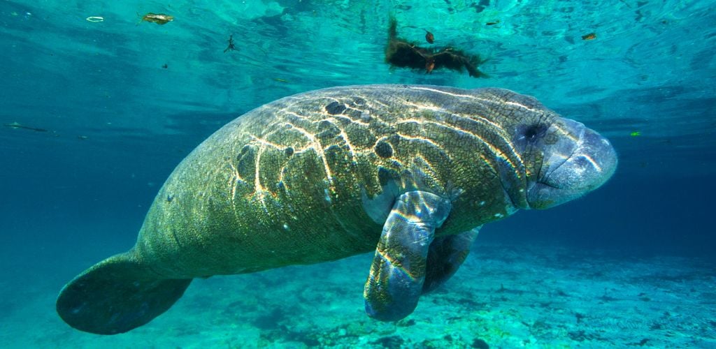 A photo of a Manatee under the water