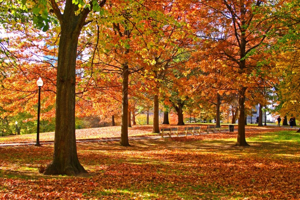 Fall foliage at Boston Public Garden