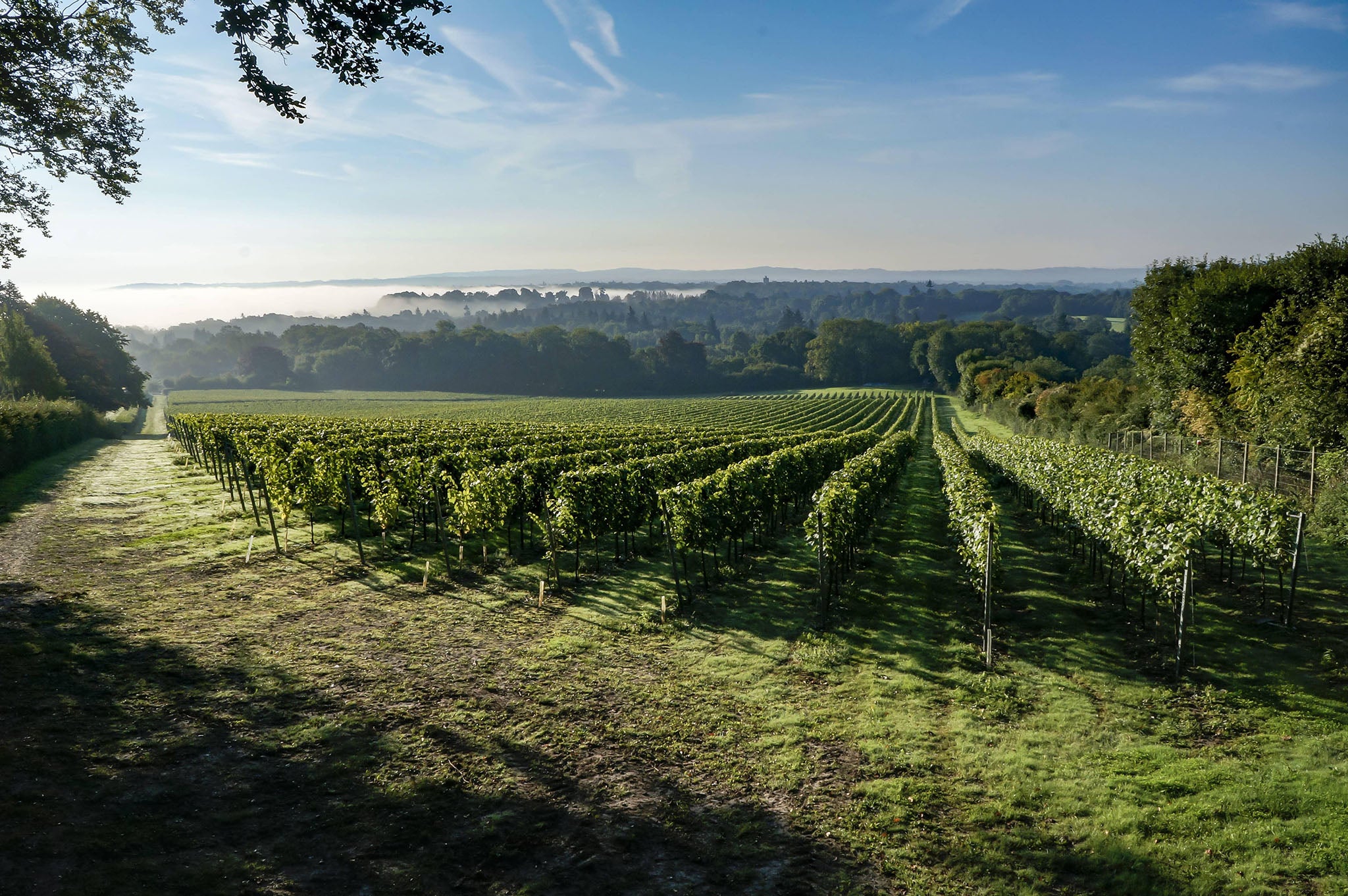 <p>Take a tour for a chance to taste the new 2023 wines straight from the tank</p>