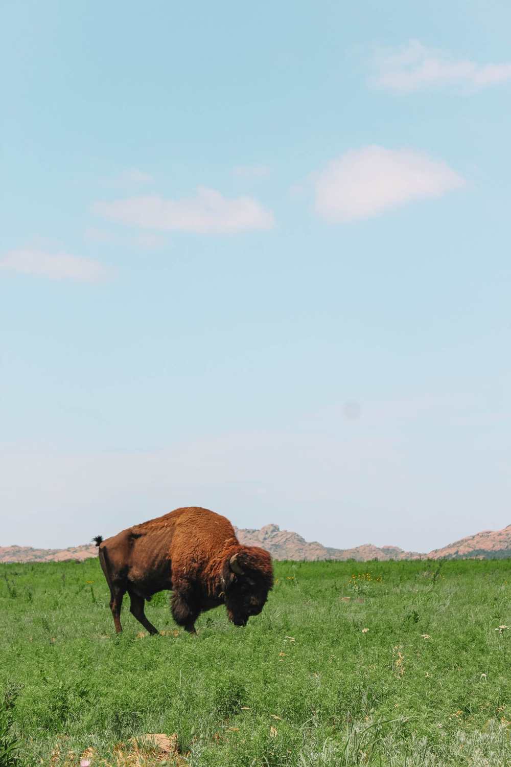 Best Things To Do In Oklahoma State Where to see buffalo