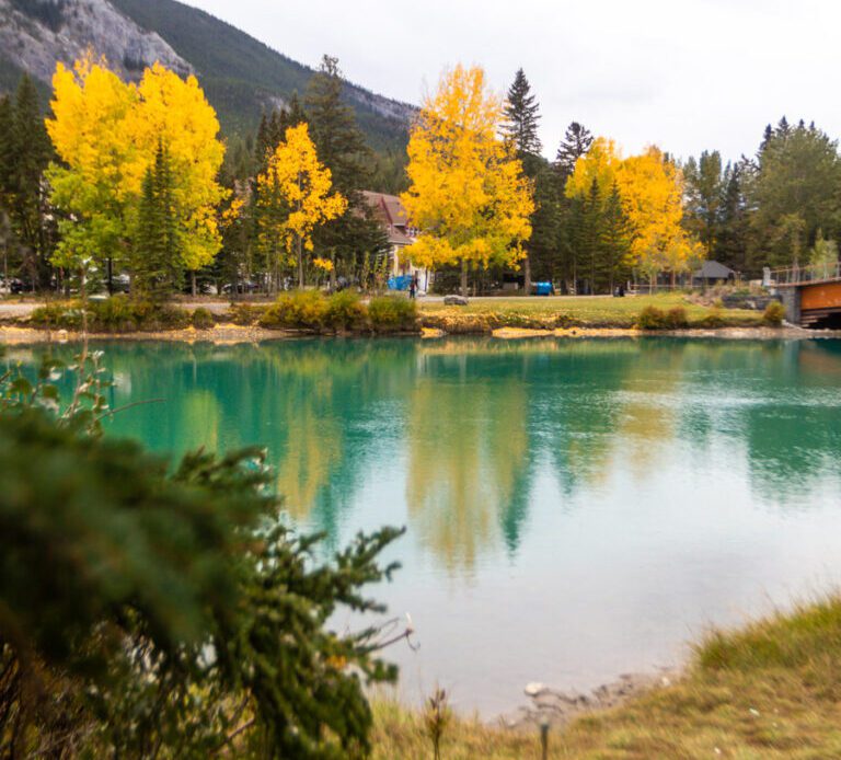 yellow trees next to turquoise bow river