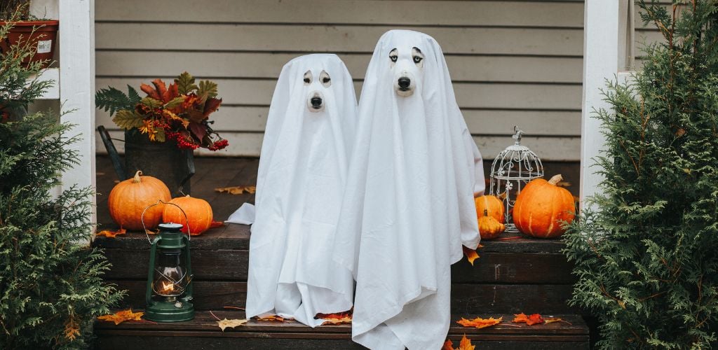 2 dogs with white sheet on covering their body and faces.