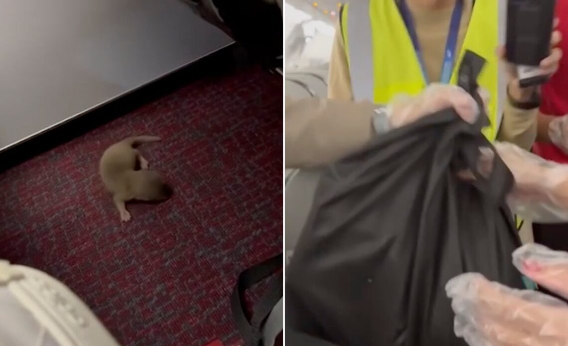 Smuggled rat and otter cause mid-flight panic after escaping on plane