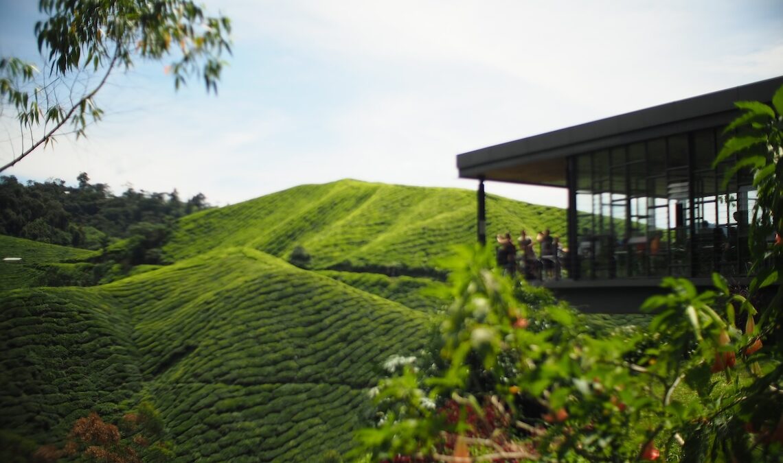 Cameron Highlands by tm Yap via Unsplash