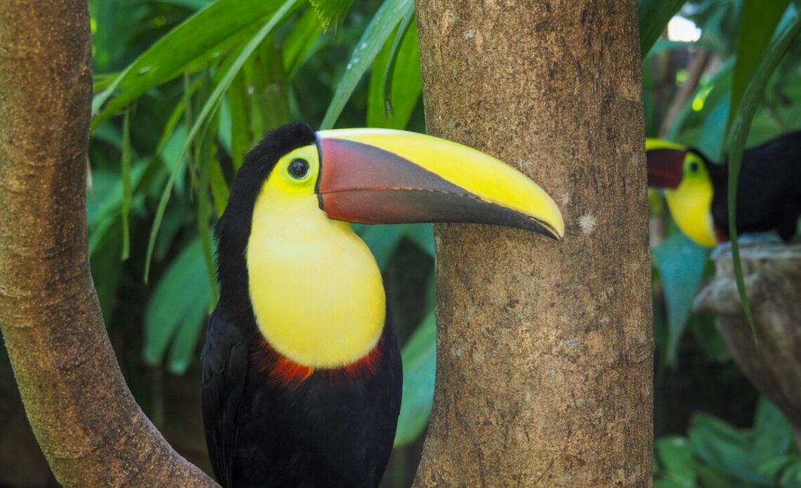 Toucan in Tree in Costa Rica