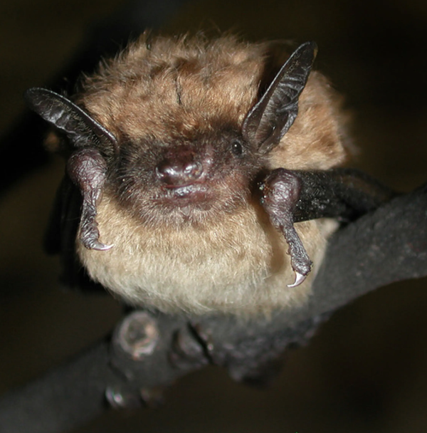 <p>An exterminator found a large colony of Michigan Brown Bat living in the attic</p>