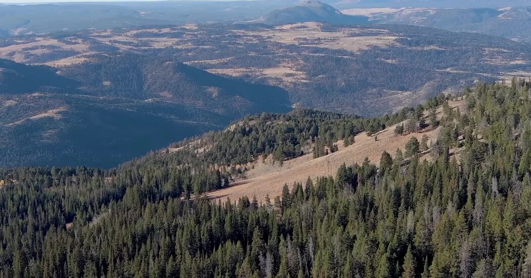Yellowstone Border Purchase Stops Gold Mine From Infringing on Bear Habitat