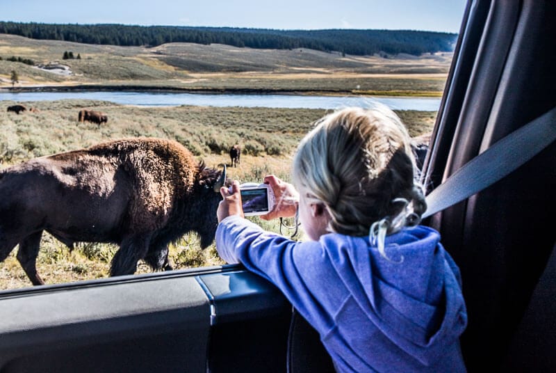 child taking photos of bison on side of the road