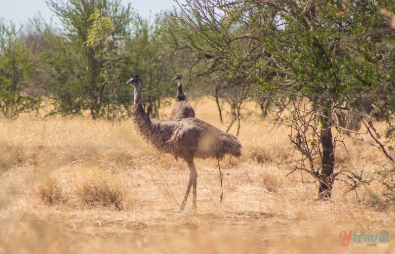 Emus on The Savannah Way 